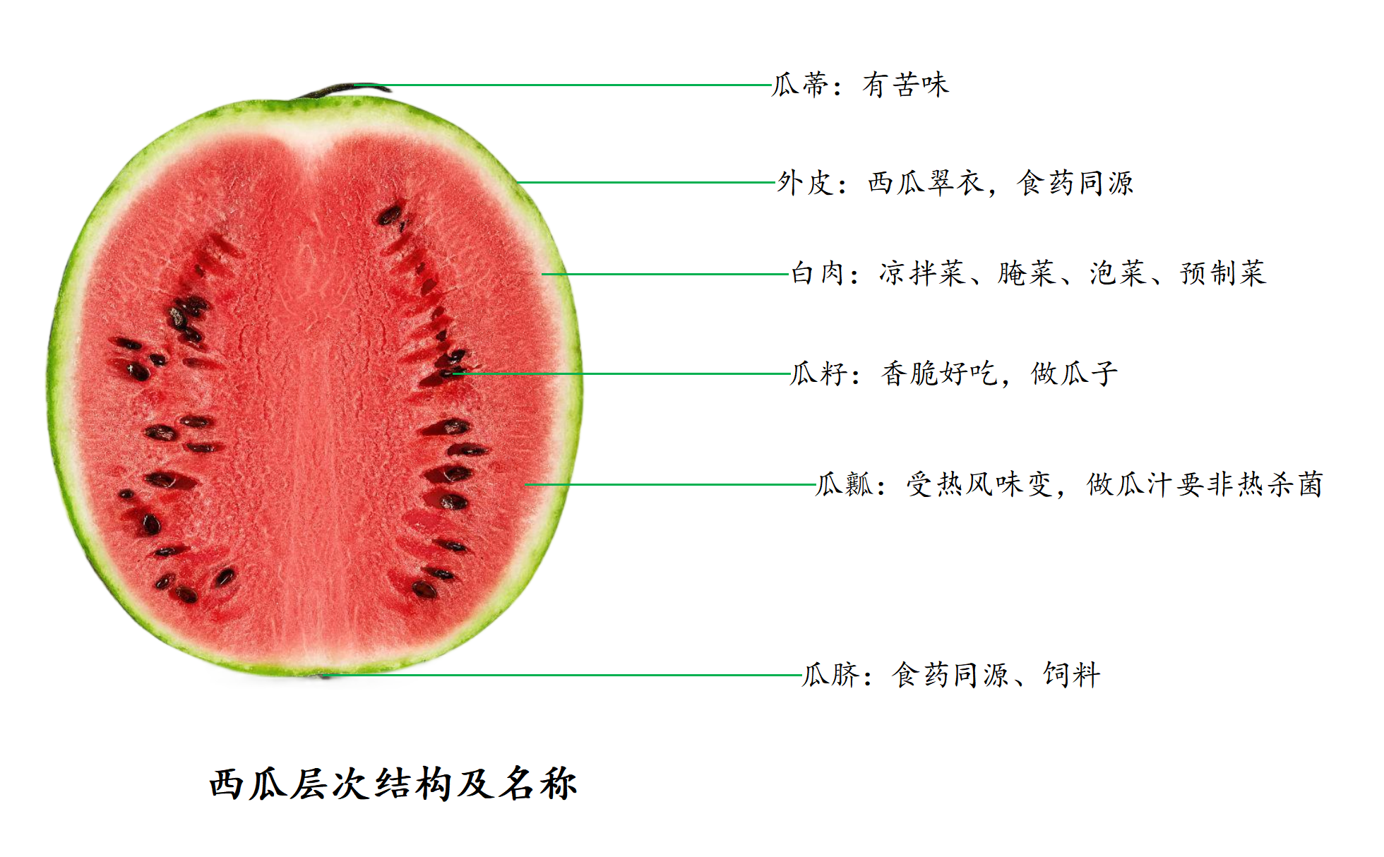 西瓜层次结构及名称_01(1).png