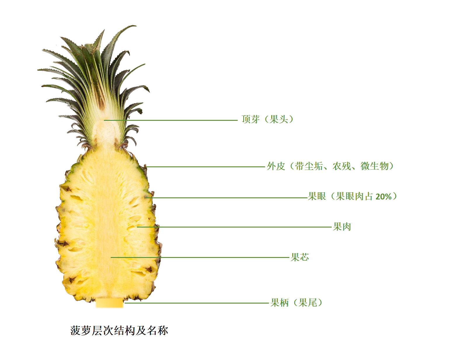 菠萝层次结构及名称2.png 菠萝层次结构及名称2.png