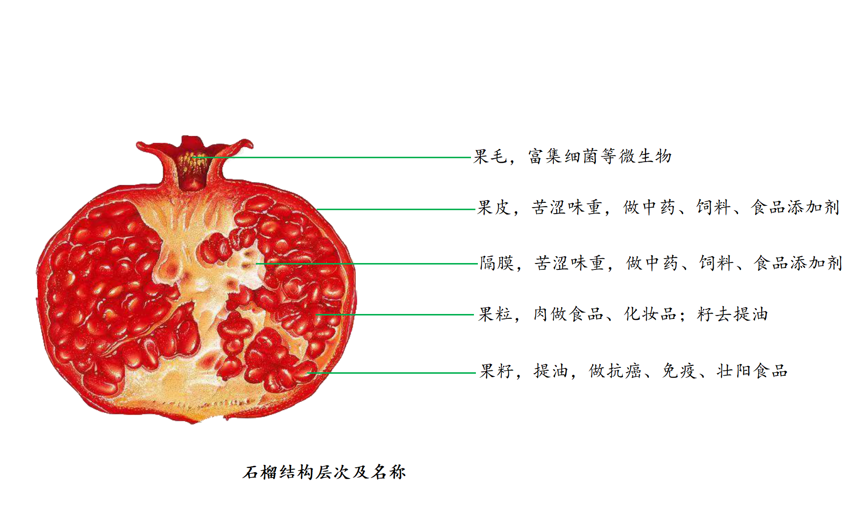 石榴_01.png