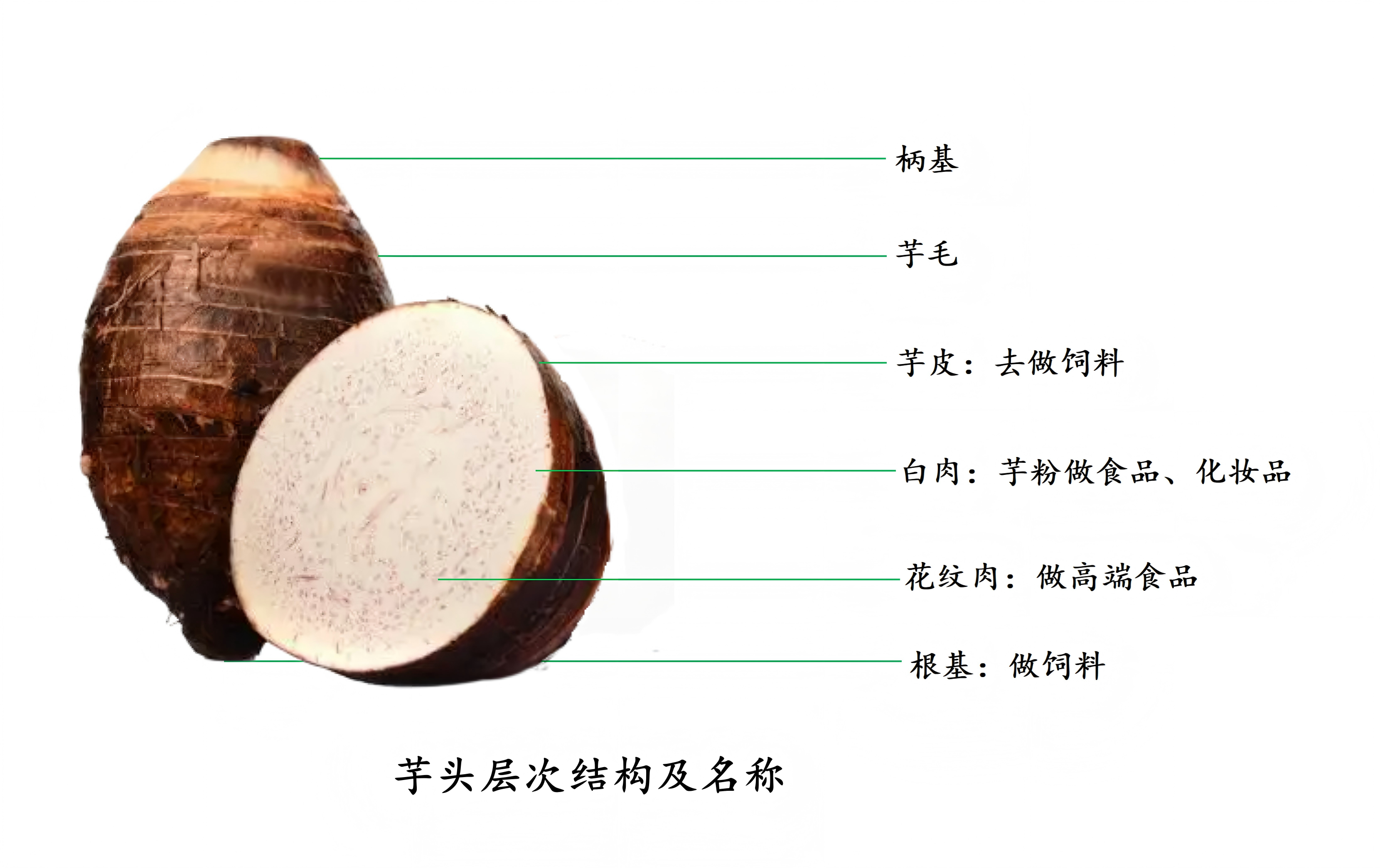 芋头结构_01(2).png 芋头结构_01(2).png
