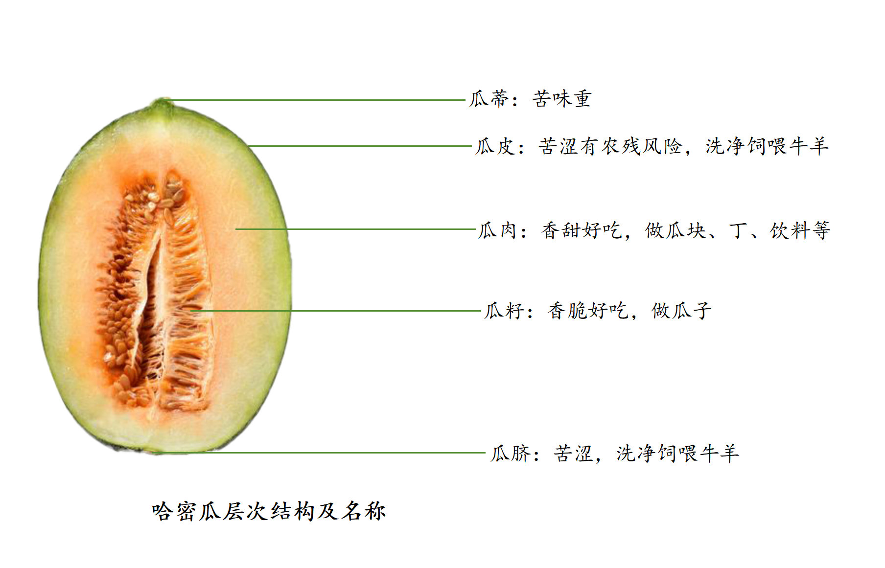 哈密瓜层次_01.png