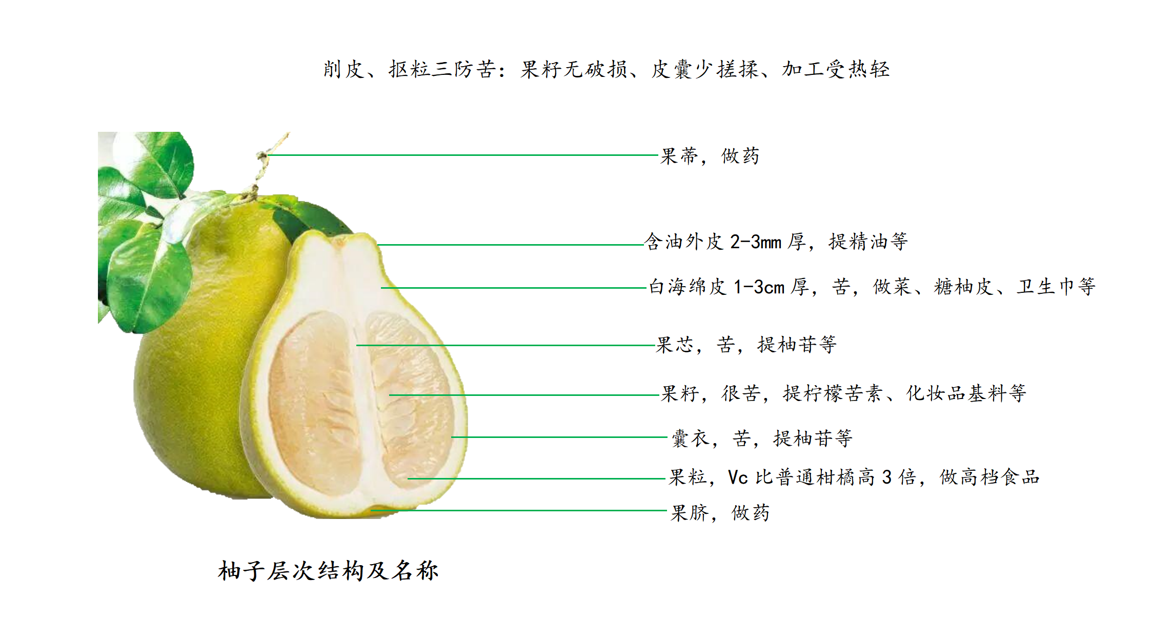 柚子结构图_01.png 柚子结构图_01.png
